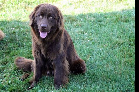 Newfoundland Puppies For Sale