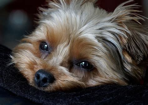 Yorkshire Terrier Perro Mascota Foto Gratis En Pixabay Pixabay