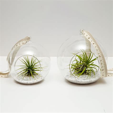 Pair Of Hanging Glass Ball Terrariums With Airplants