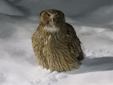 Blakiston S Fish Owl In February 2019 By Jitensha2021 INaturalist