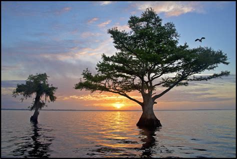 Blue Cypress Lake | Raymond Gehman Photography