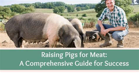 Raising Pigs For Meat A Comprehensive Guide For Success High Country