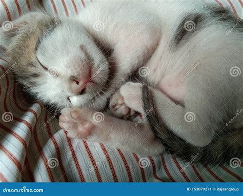 Cute Lovely Baby Kitten Sleeping Picture Stock Image - Image of awake ...