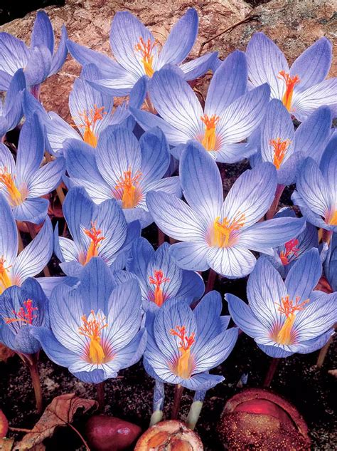 Krokus Crocus Jesienny Speciosus 5 Szt Sklep Cebule Pl