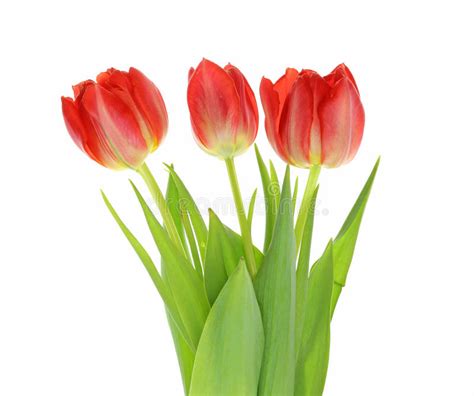 Tulips Stock Photo Image Of Studio Pictured Spring 50228150