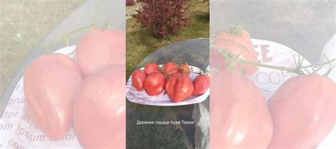 Семена коллекционных томатов купить в Москве | Товары для дома и дачи ...