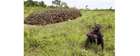 In Uganda Recent Ban On Charcoal Making Disrupts A Lucrative But