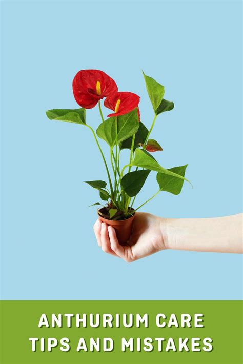 Anthurium Care Indoors Artofit