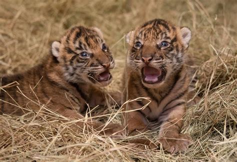 Sumatran Tiger Cubs