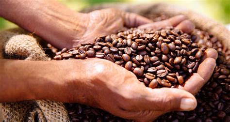 Fair Trade Kaffee Eine Reise Durch Seine Geschichte Und Bedeutung