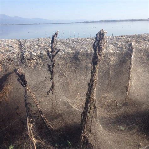 Phenomenal Metre Long Spider Web Covers Northern Greeces