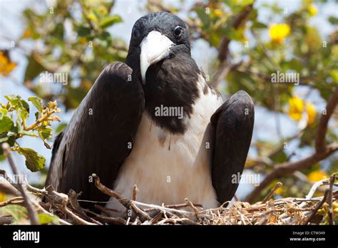 A Juvenile Magnificent Frigatebird Fregata Magnificent Sitting In A