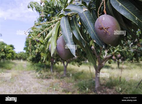 Mango Plantation Hi Res Stock Photography And Images Alamy