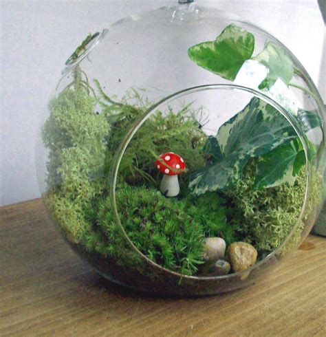 Handblown Glass Orb Moss Terrarium Kit 28 00 Via Etsy Terrariums