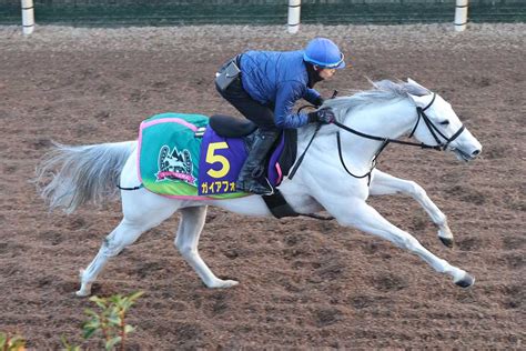 【フェブラリーs】ガイアフォースは長岡禎仁騎手を背に坂路で11秒7「素軽さが出てきた」 サンスポzbat