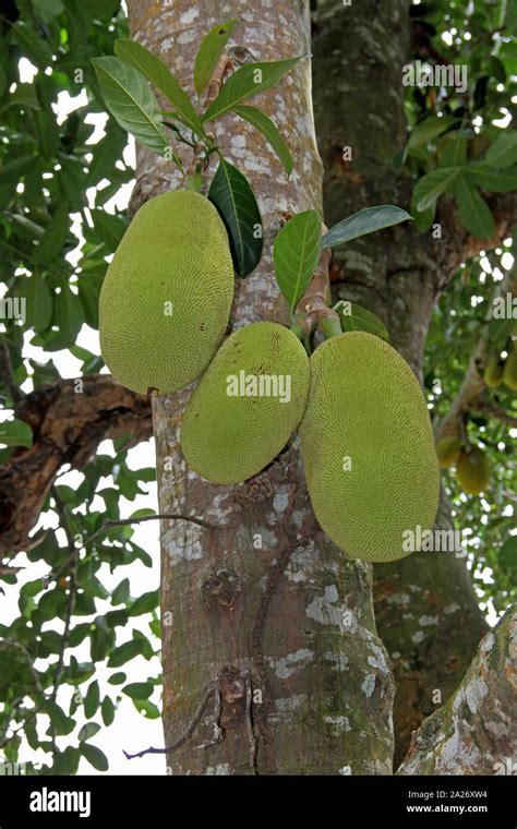 Three Jackfruits In A Jackfruit Tree Spice Farm Zanzibar Unguja