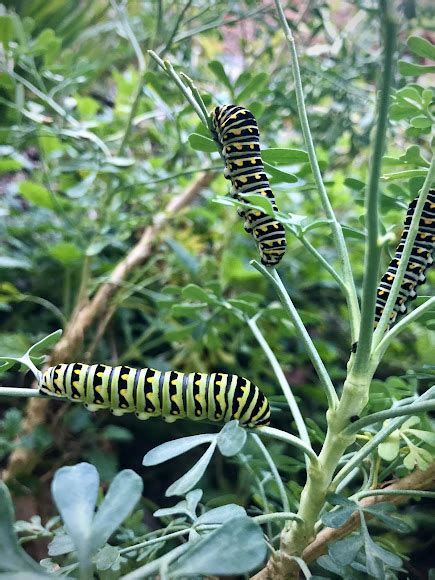 Black Swallowtail Caterpillars Project Noah