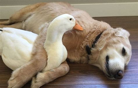 Cette amitié surprenante entre un chien et un canard montre que les ...