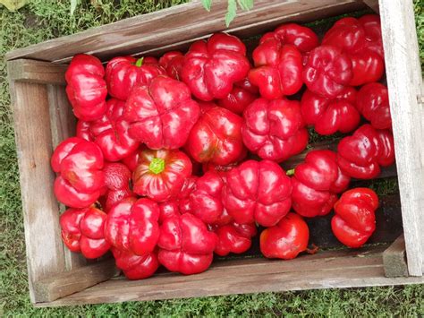 семена сладкого перца Садовое кольцо, купити за 20.00 грн. :: Rastim