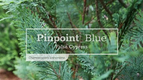 30 Seconds With Pinpoint® Blue Youtube