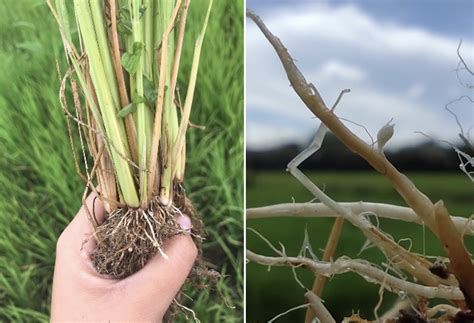 Nemátodos un patógeno silencioso en el cultivo de arroz Safer