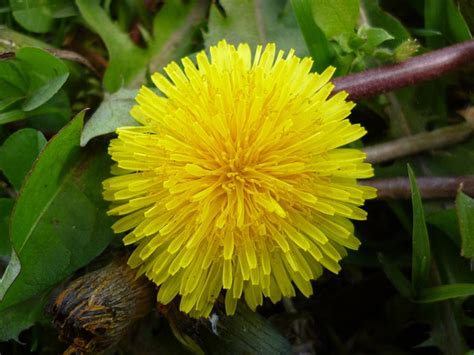 Flower Dandelion Yellow - Free photo on Pixabay - Pixabay