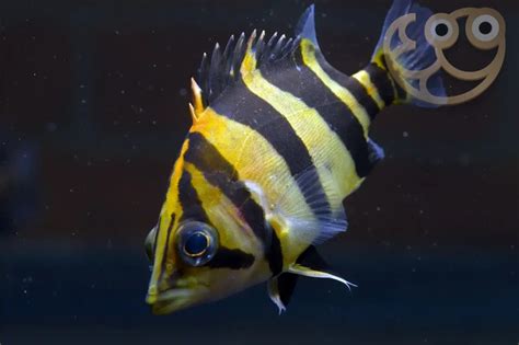 Siamese Tigerfish Datnioides Microlepis Fish Profile And Care Guide