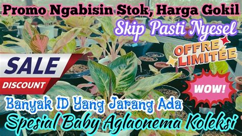 TELAT NONTON HABIS Promo Ngabisin Stok Aglaonema Harga Gokil