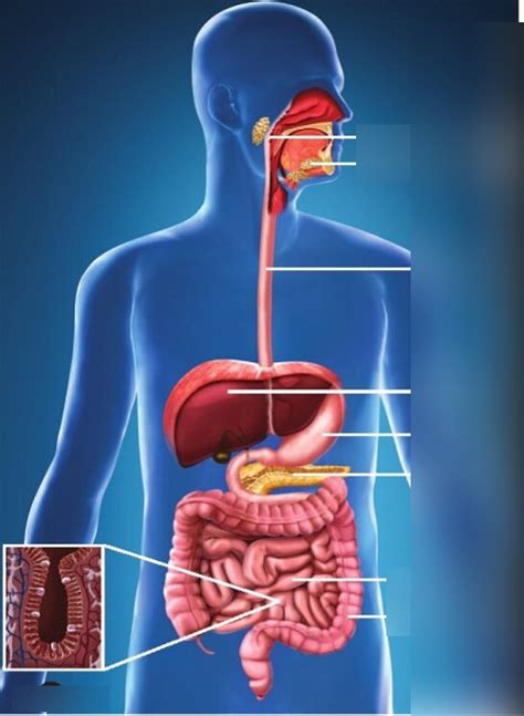 Diagram of Système digestif Quizlet