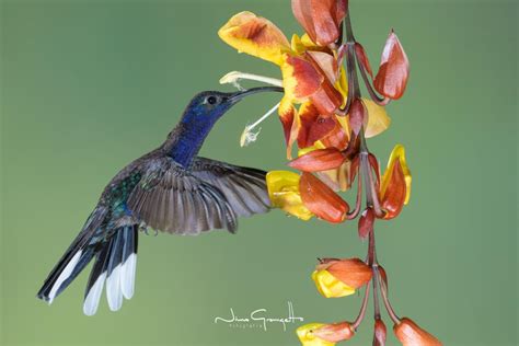 Violet Sabrewing Campylopterus Hemileucurus EcoRegistros