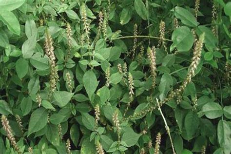 Devils Horsewhip Chaff Flower Facts And Health Benefits