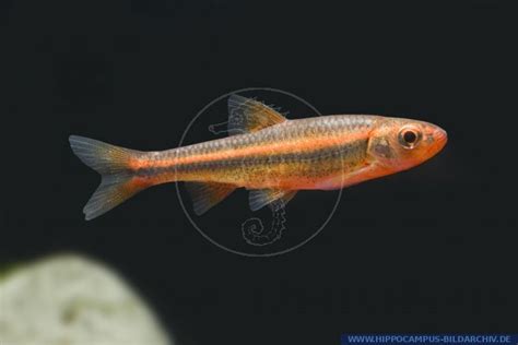 Notropis Chrosomus Alias Regenbogen Elritze Hippocampus Bildarchiv