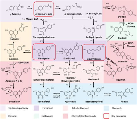 The Biosynthetic Pathway Of Flavonoids Enzyme Abbreviations Tal