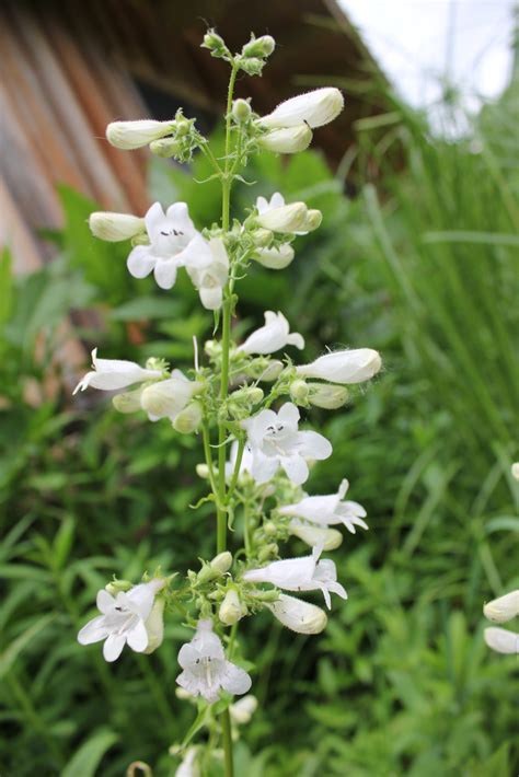 Foxglove Beardtongue Powdermill Nature Reserve