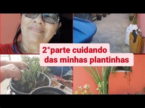 Cuidando Das Plantinhas YouTube