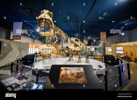 Nagoya Japan Nov 27 2019 Dinosaur Skeleton In Science Exhibition