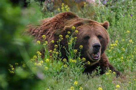 Bear Grizzly Wild Free Photo On Pixabay Pixabay