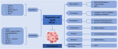 Rcd Signal Transduction And Targeted Therapy X Mol