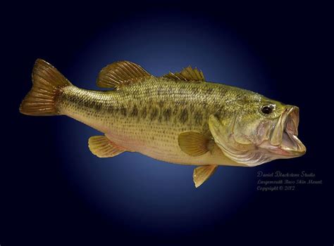 🔥 [50 ] Largemouth Bass Wallpapers For Computer Wallpapersafari