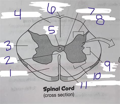 Spinal Cord Flashcards Quizlet