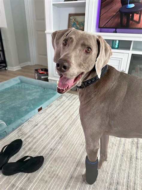 Pet Supplies for sale in Socastee, South Carolina | Facebook Marketplace