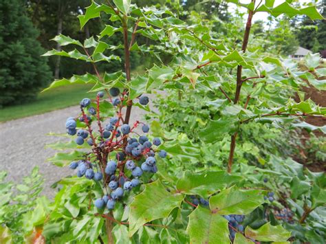 Mahonia aquifolium | Fourth Corner Nurseries