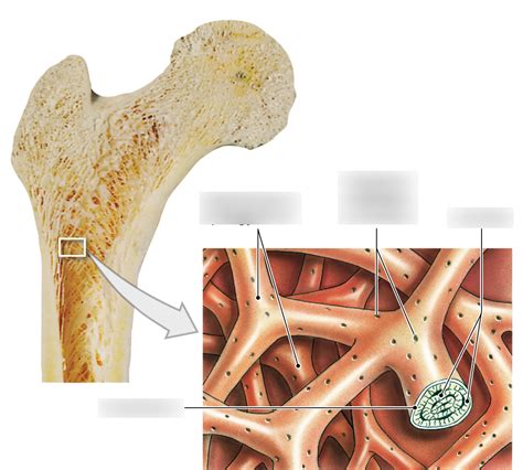 Structure of Spongy Bone Diagram | Quizlet