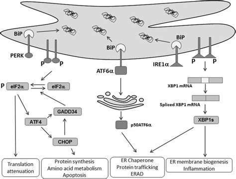 The Role Of Er Stress In Lipid Metabolism And Lipotoxicity Journal Of