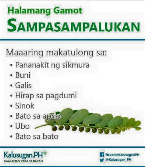 Mga Herbal Na Gamot Sa Bato Sa Apdo Sapanahon