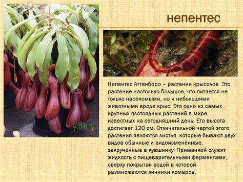 Самый маленький материк - Австралия - презентация онлайн