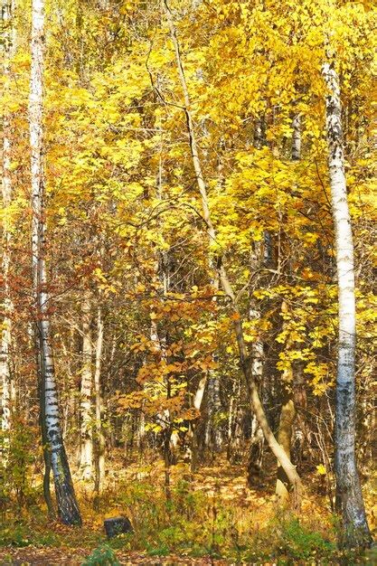 Premium Photo Yellow Autumn Birch Forest