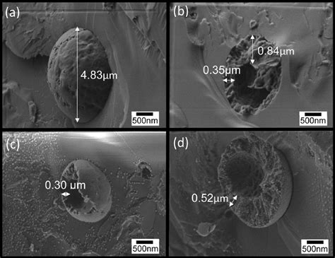 Cryo SEM Images Of The Fractured Surface Of Vitrified Cellulose Coated