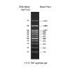 Bp Dna Ladder H Rtu Ready To Use Genedirex Inc