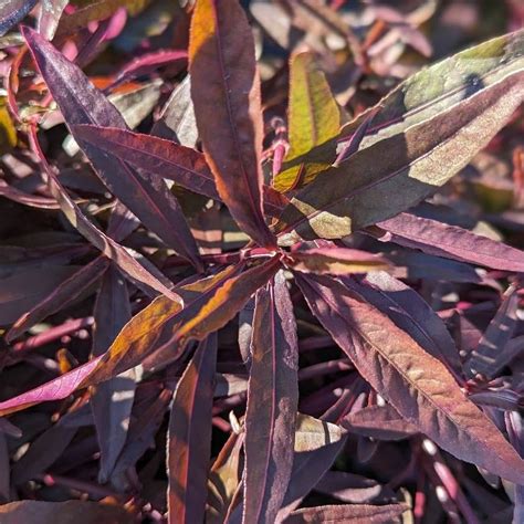 Water Amaranth Tropical Marquis Gardens